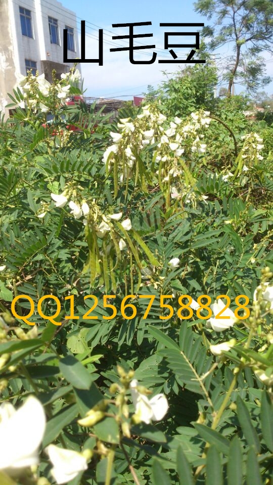 大量求购山毛豆 推广种植728 / 作者:销售鸦胆子苗 / 帖子ID:179639