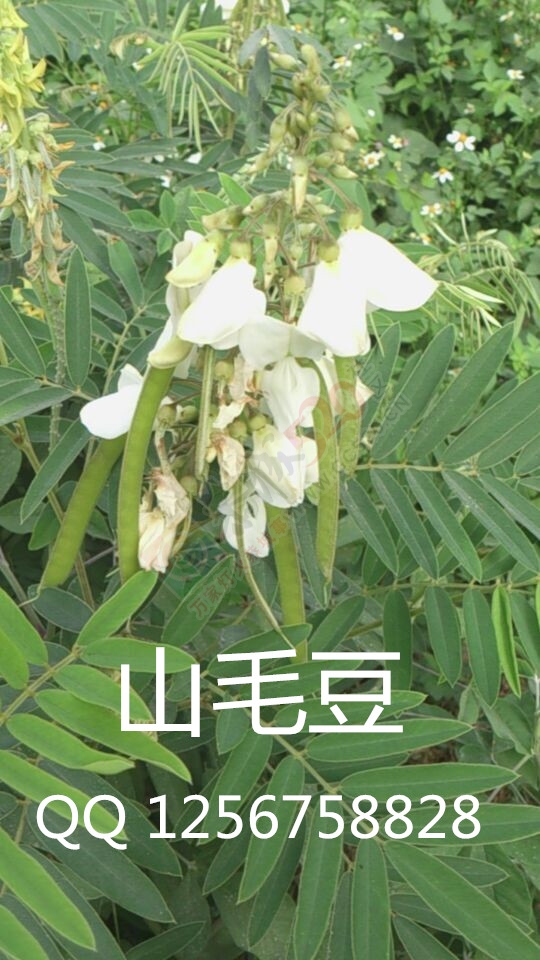 大量求购山毛豆 推广种植247 / 作者:销售鸦胆子苗 / 帖子ID:179639