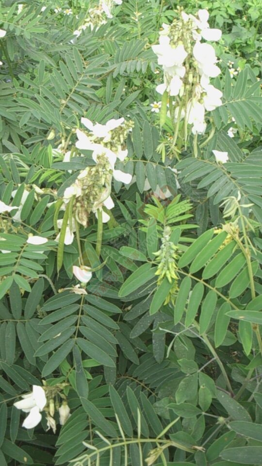 大量求购山毛豆 推广种植312 / 作者:销售鸦胆子苗 / 帖子ID:179639