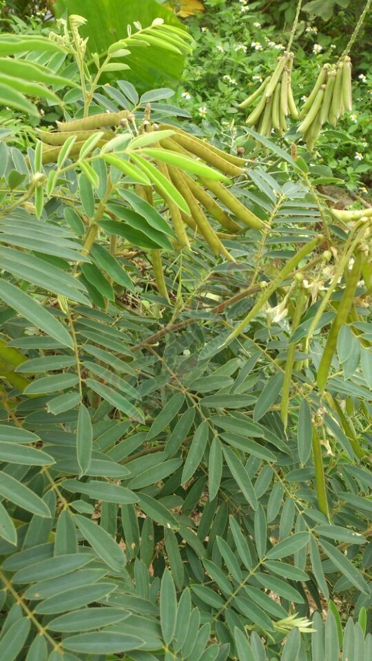 大量求购山毛豆 推广种植116 / 作者:销售鸦胆子苗 / 帖子ID:179639