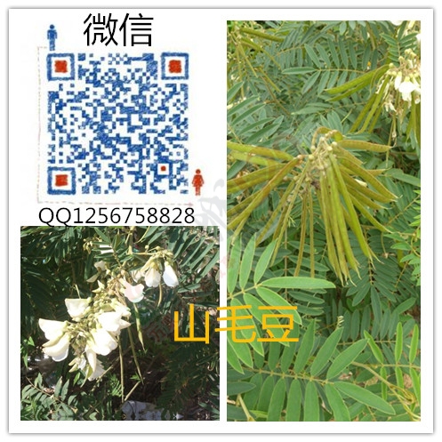大量求购山毛豆 推广种植538 / 作者:销售鸦胆子苗 / 帖子ID:179639