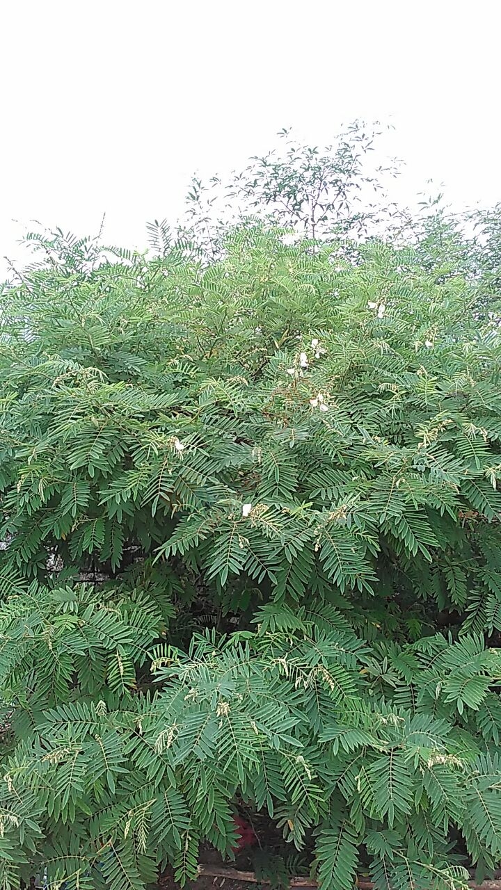 大量求购山毛豆 推广种植11 / 作者:销售鸦胆子苗 / 帖子ID:179639