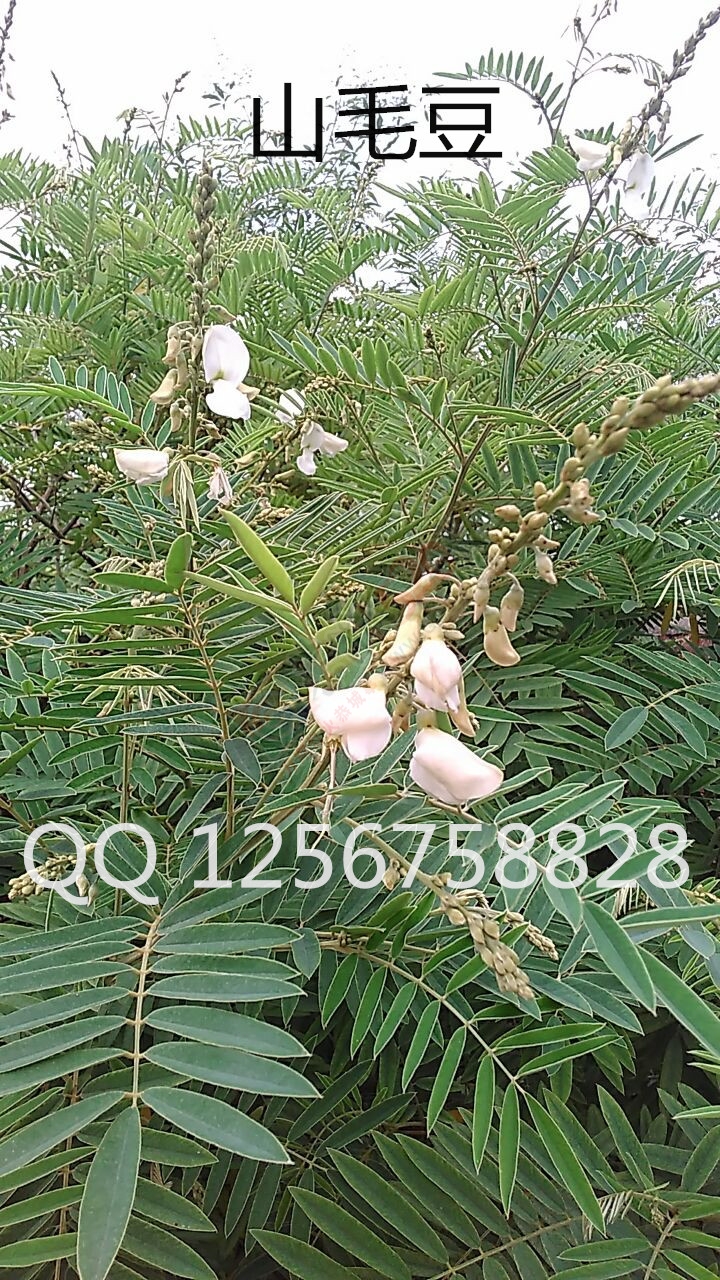 大量求购山毛豆 推广种植210 / 作者:销售鸦胆子苗 / 帖子ID:179639