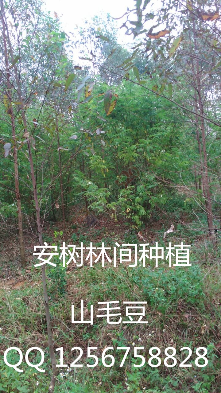 大量求购山毛豆 推广种植702 / 作者:销售鸦胆子苗 / 帖子ID:179639