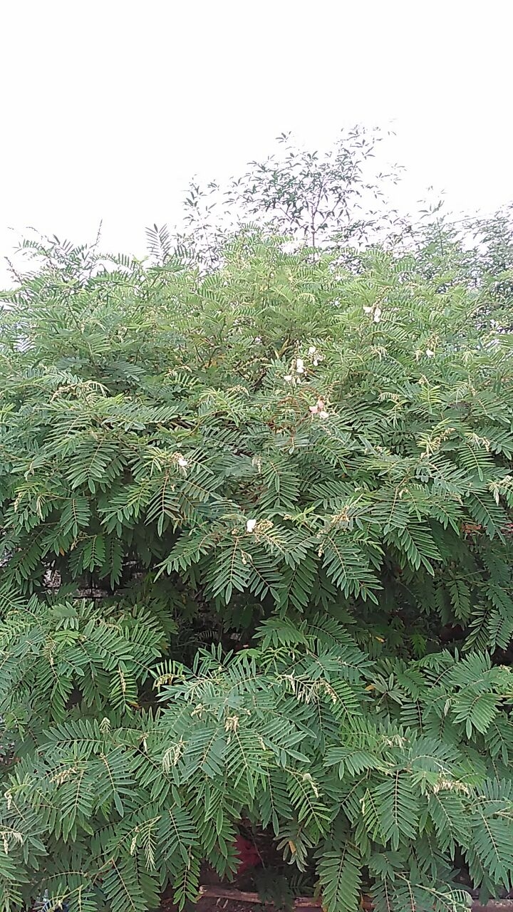 大量求购山毛豆 推广种植109 / 作者:销售鸦胆子苗 / 帖子ID:179639