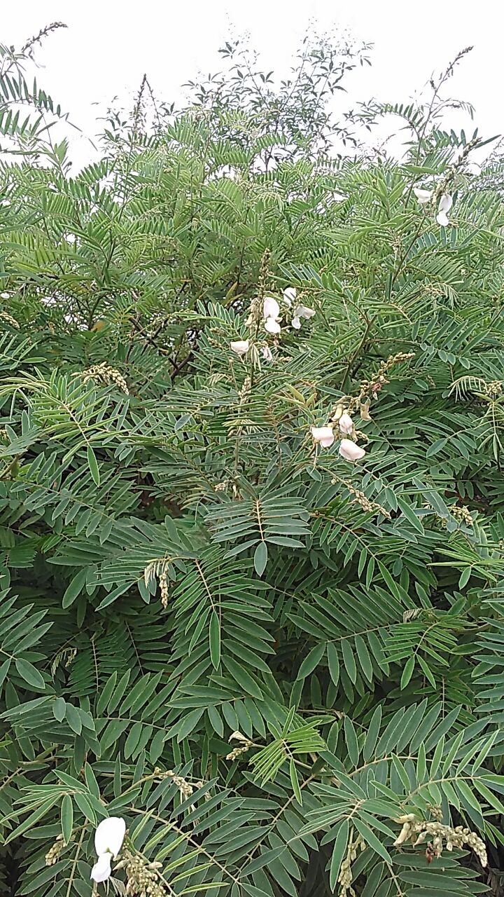 大量求购山毛豆 推广种植12 / 作者:销售鸦胆子苗 / 帖子ID:179639