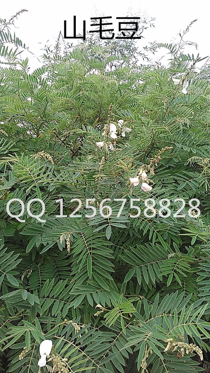 大量求购山毛豆 推广种植258 / 作者:销售鸦胆子苗 / 帖子ID:179639