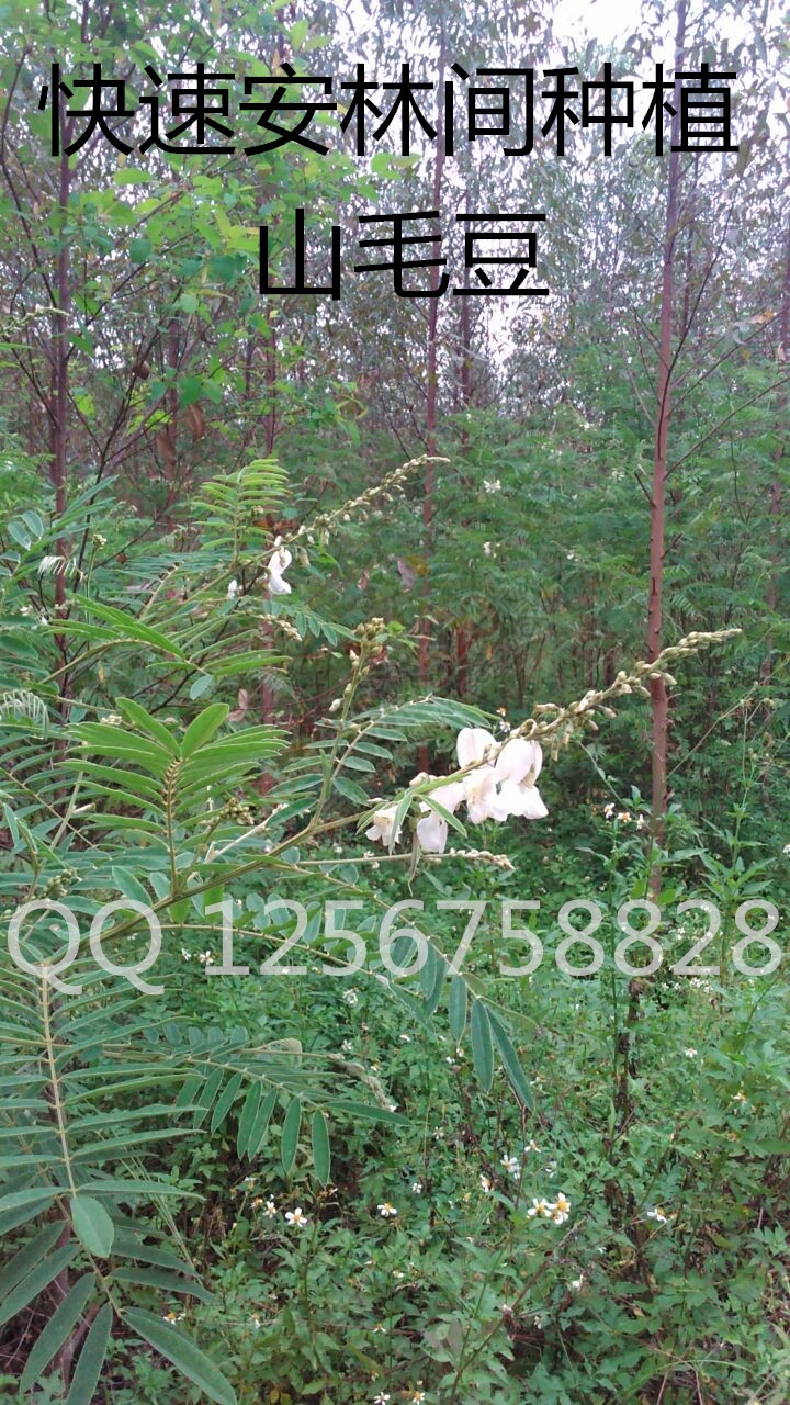 大量求购山毛豆 推广种植748 / 作者:销售鸦胆子苗 / 帖子ID:179639