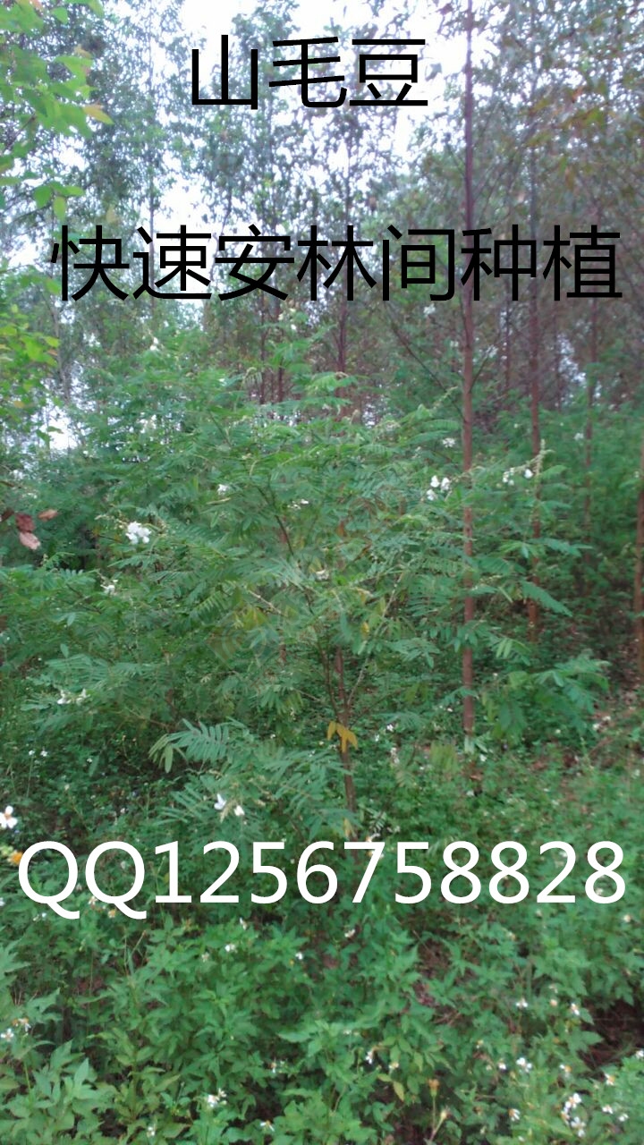 大量求购山毛豆 推广种植247 / 作者:销售鸦胆子苗 / 帖子ID:179639