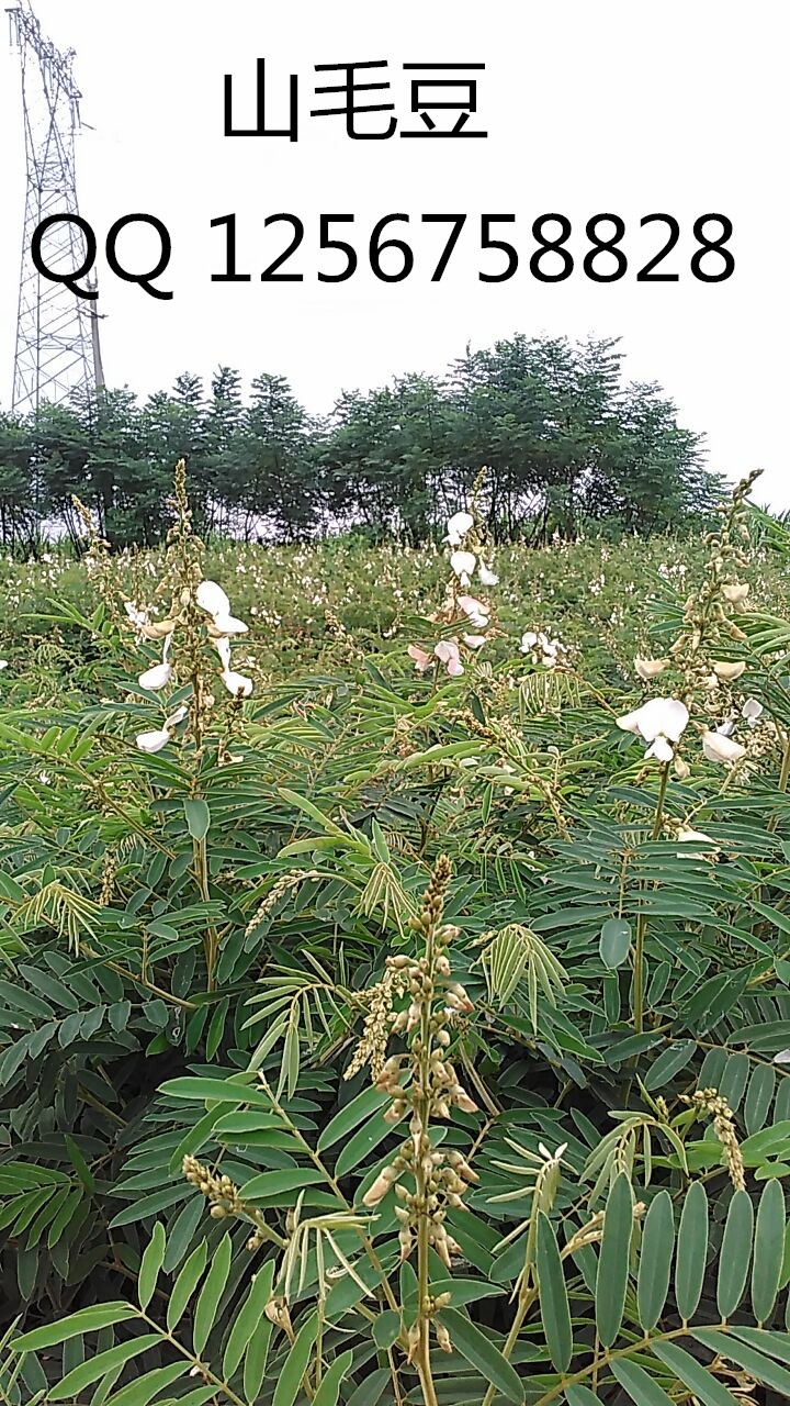 大量求购山毛豆 推广种植447 / 作者:销售鸦胆子苗 / 帖子ID:179639
