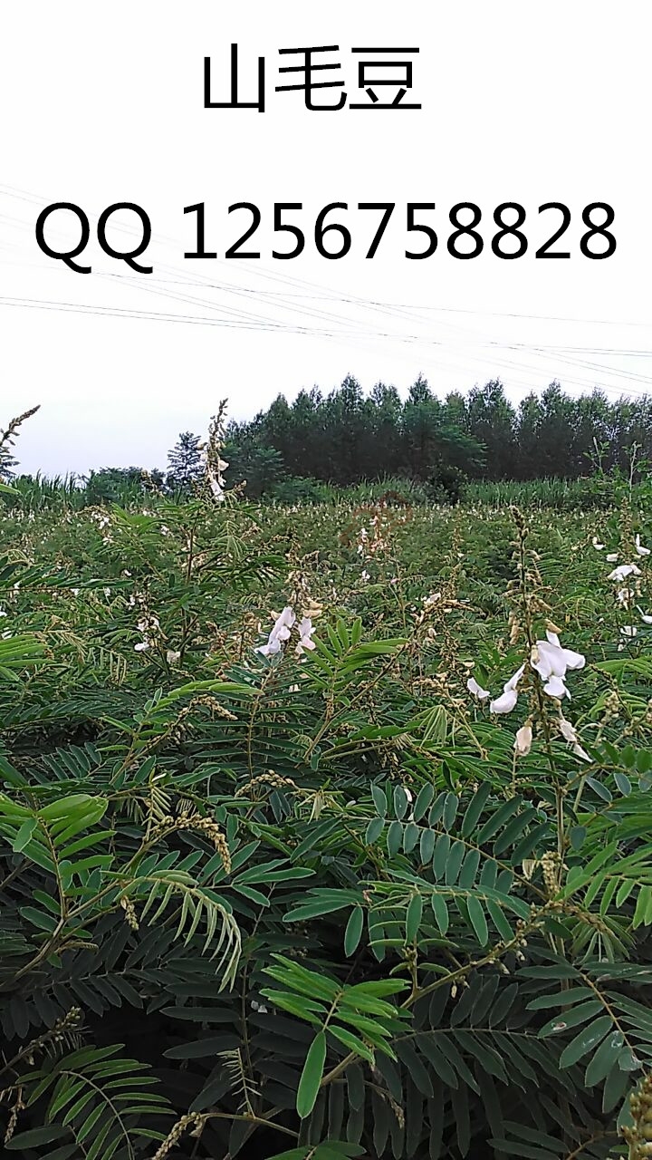 大量求购山毛豆 推广种植635 / 作者:销售鸦胆子苗 / 帖子ID:179639