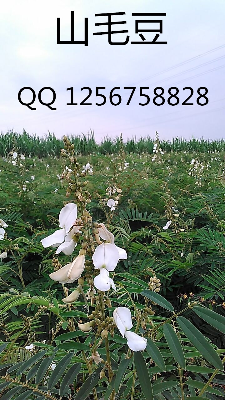 大量求购山毛豆 推广种植671 / 作者:销售鸦胆子苗 / 帖子ID:179639