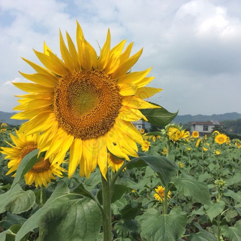 又一个旅游胜地龙虎乡874 / 作者:紫乌鸦 / 帖子ID:180476