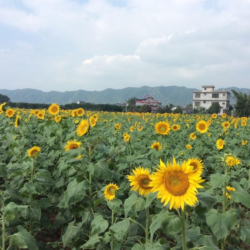 又一个旅游胜地龙虎乡456 / 作者:紫乌鸦 / 帖子ID:180476