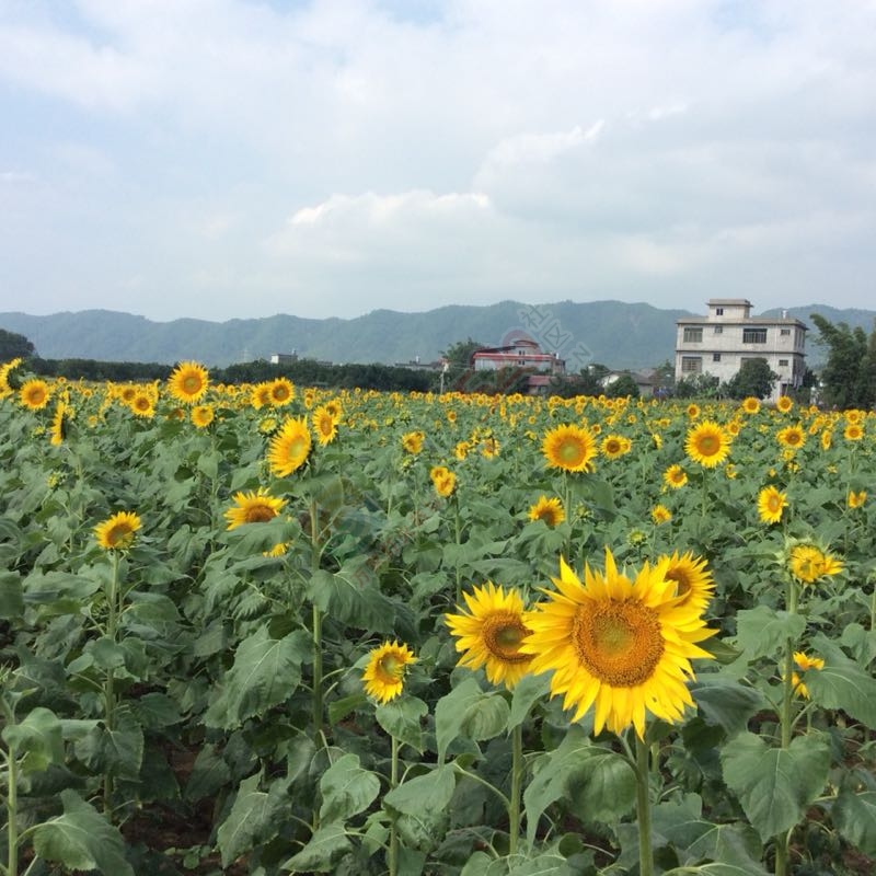 又一个旅游胜地龙虎乡513 / 作者:紫乌鸦 / 帖子ID:180476