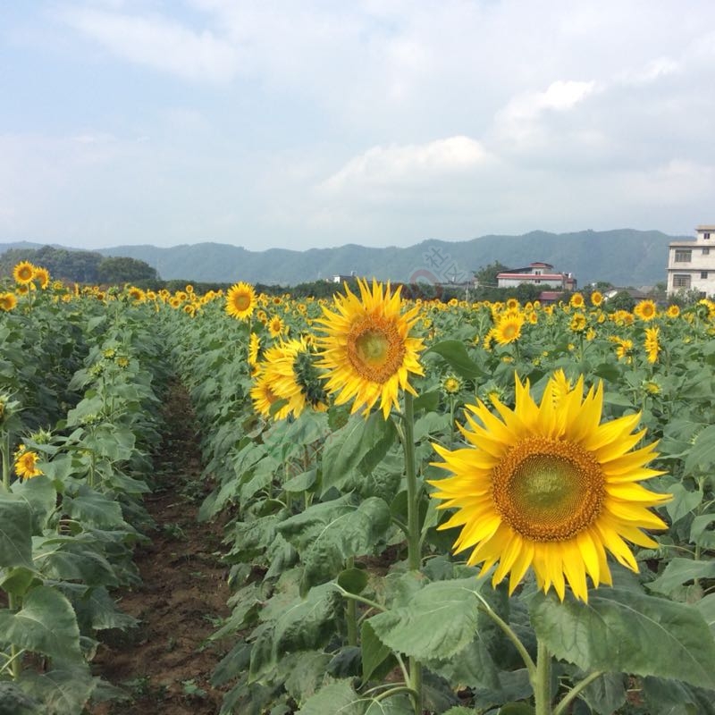 又一个旅游胜地龙虎乡183 / 作者:紫乌鸦 / 帖子ID:180476