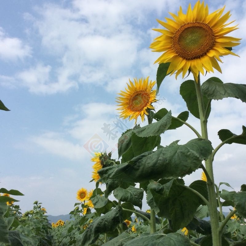 又一个旅游胜地龙虎乡500 / 作者:紫乌鸦 / 帖子ID:180476
