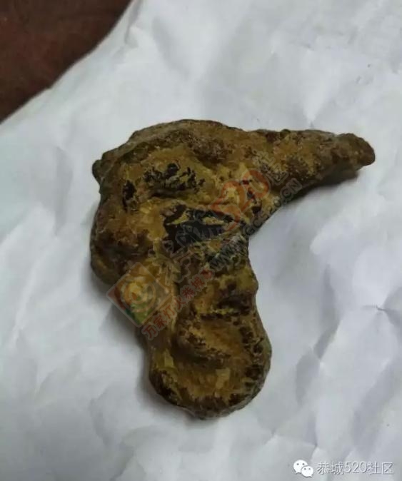 恭城平安乡一网友杀羊喜获“羊宝”，或一夜暴富！300 / 作者:深秋的落叶 / 帖子ID:181386