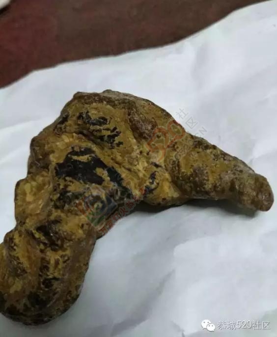 恭城平安乡一网友杀羊喜获“羊宝”，或一夜暴富！667 / 作者:深秋的落叶 / 帖子ID:181386