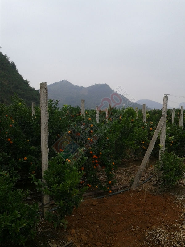 向恭城父老乡亲报告：我们把砂糖桔种出来了！988 / 作者:一起努力 / 帖子ID:186321