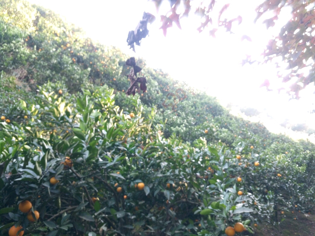 高山冰糖橙开售现摘现卖的哦！510 / 作者:欢乐小晴天 / 帖子ID:187451