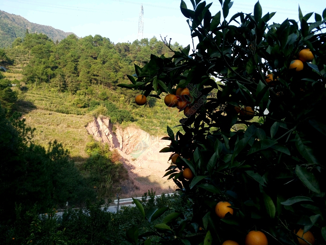 高山冰糖橙开售现摘现卖的哦！847 / 作者:欢乐小晴天 / 帖子ID:187451