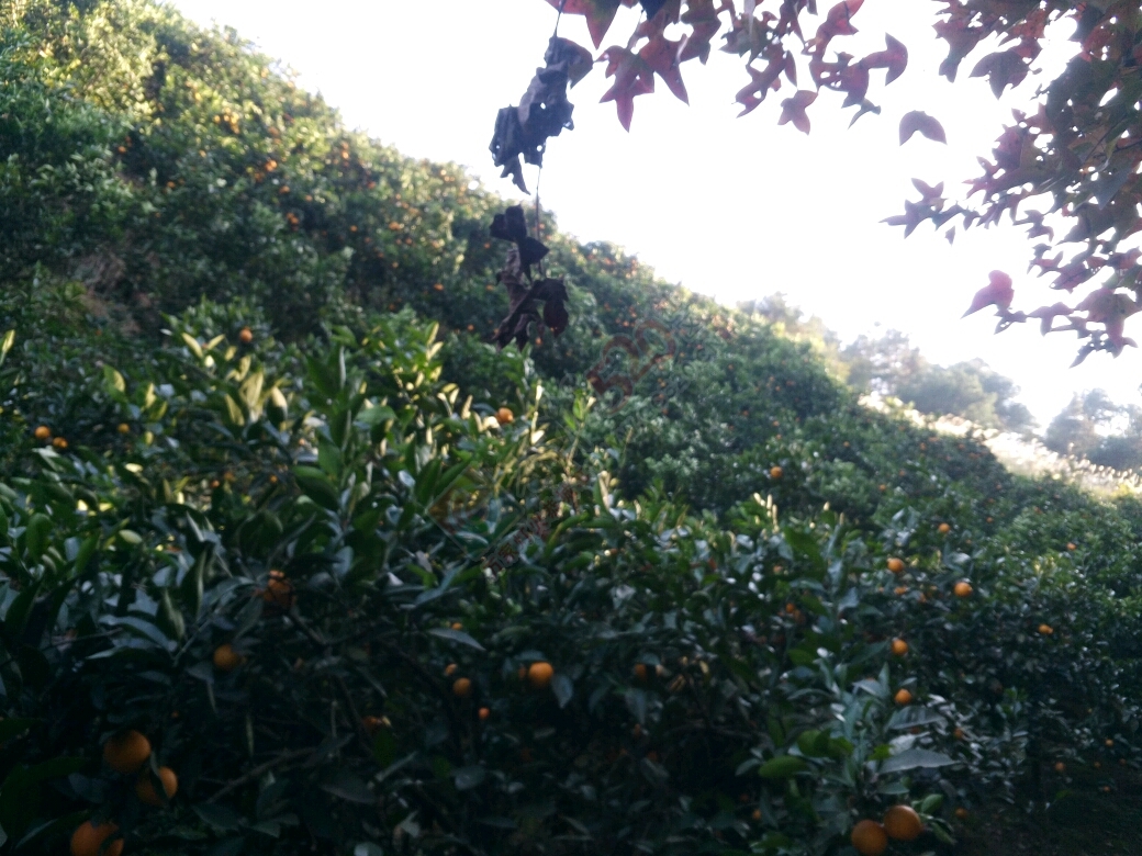 恭城的朋友进来看看，又不要钱！106 / 作者:欢乐小晴天 / 帖子ID:188931