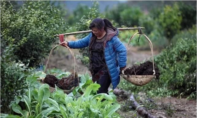 千万富姐挑粪种果 曾被逼无奈欲跳楼896 / 作者:怡儿妖妖 / 帖子ID:191591