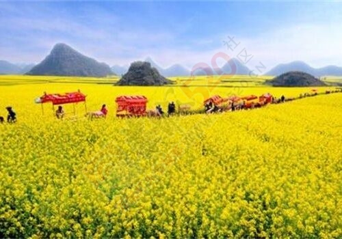 3月3--6日云南罗平油菜花-贵州兴义马岭河-万峰林 开往春天的专列3日游759 / 作者:光头铁（老铁） / 帖子ID:191649