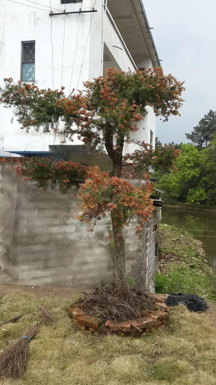 园林树桩，喜欢的来园挑选，价不高。地址:九板春艺花木园127 / 作者:分类小编 / 帖子ID:191826