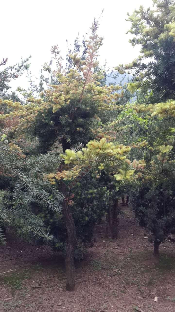 园林树桩，喜欢的来园挑选，价不高。地址:九板春艺花木园656 / 作者:分类小编 / 帖子ID:191826