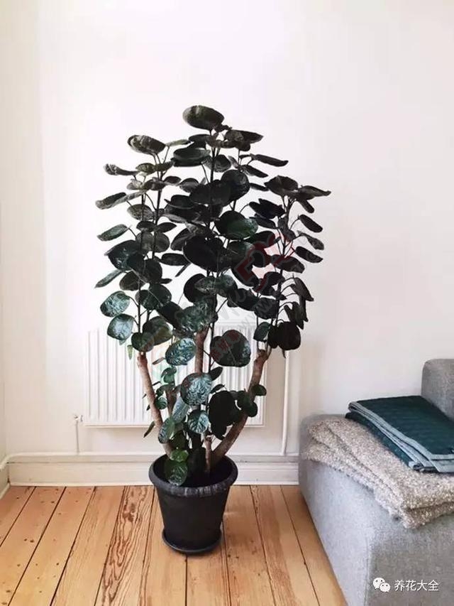警惕，客厅卧室厨房养花，植物选不对影响家人健康，后悔一生90 / 作者:怡儿妖妖 / 帖子ID:192019