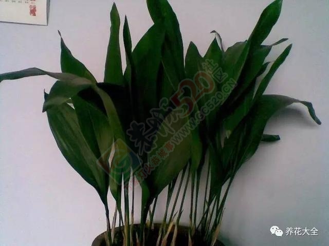警惕，客厅卧室厨房养花，植物选不对影响家人健康，后悔一生432 / 作者:怡儿妖妖 / 帖子ID:192019