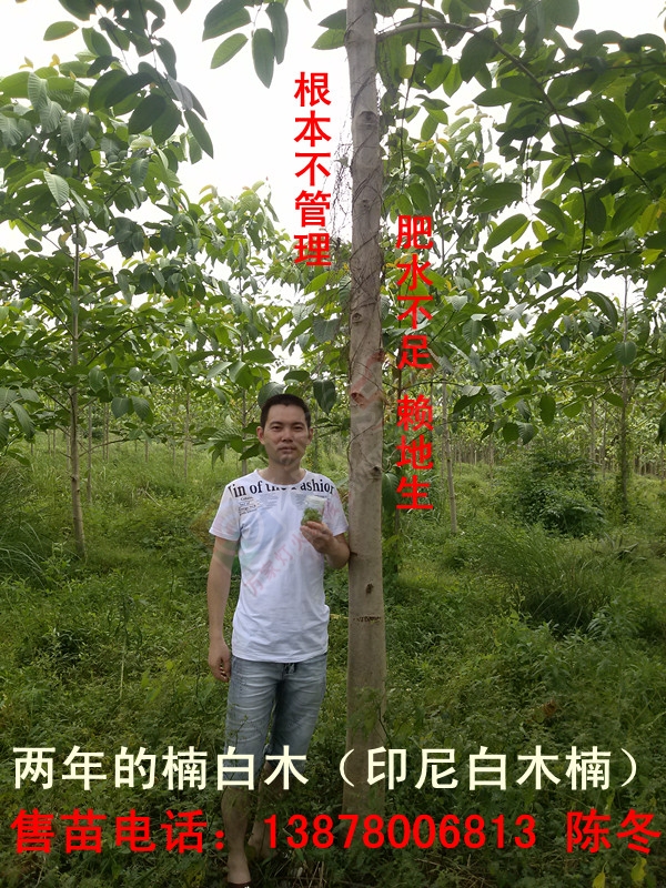 楠白木（印尼白木楠）：绿色发财大树，选经济林首选！420 / 作者:d13788159067 / 帖子ID:192211