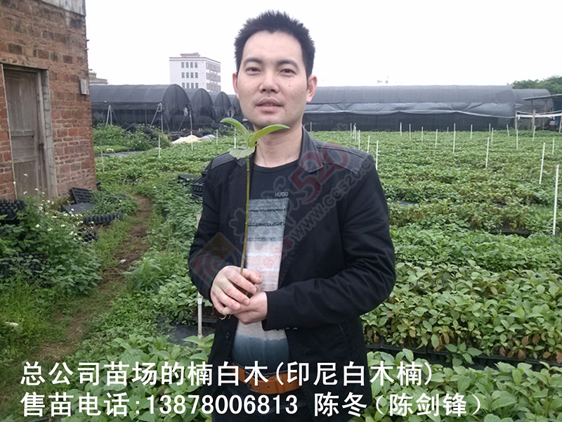 楠白木（印尼白木楠）：绿色发财大树，选经济林首选！488 / 作者:d13788159067 / 帖子ID:192212