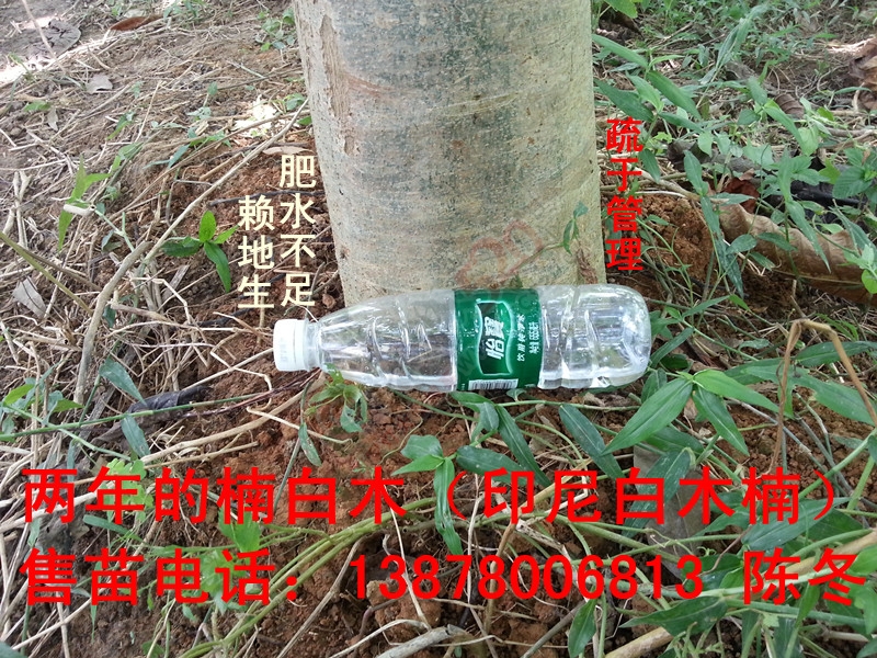 楠白木（印尼白木楠）：绿色发财大树，选经济林首选！239 / 作者:d13788159067 / 帖子ID:192212