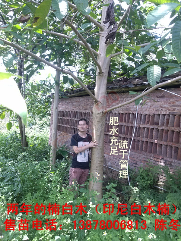 楠白木（印尼白木楠）：绿色发财大树，选经济林首选！500 / 作者:d13788159067 / 帖子ID:192212