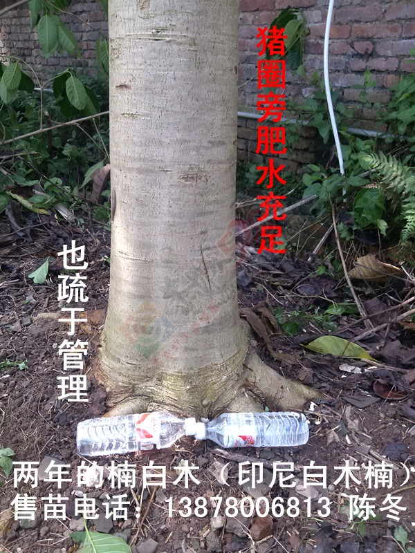 楠白木（印尼白木楠）：绿色发财大树，选经济林首选！942 / 作者:d13788159067 / 帖子ID:192212