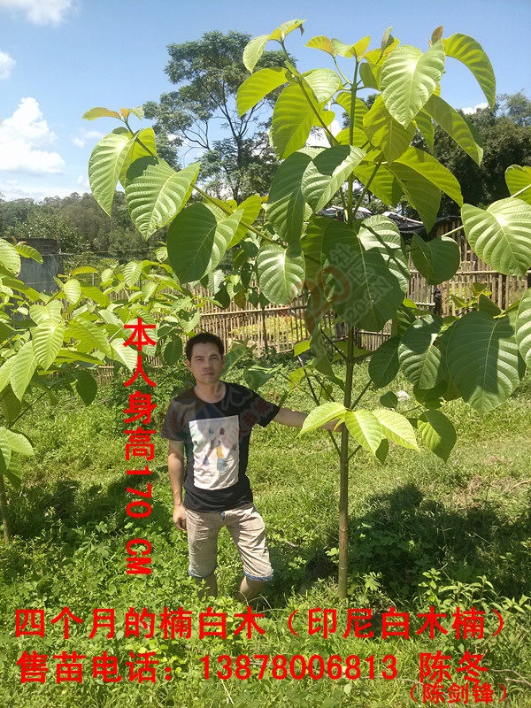楠白木（印尼白木楠）：绿色发财大树，选经济林首选！367 / 作者:d13788159067 / 帖子ID:192212
