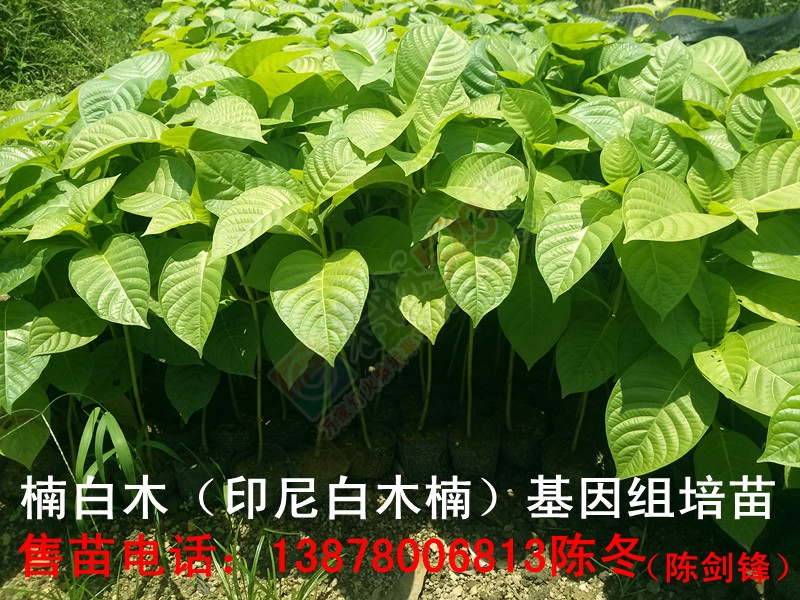 楠白木（印尼白木楠）：绿色发财大树，选经济林首选！850 / 作者:d13788159067 / 帖子ID:192212