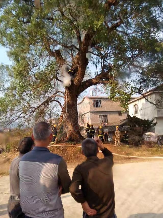【古树惹了谁】恭城西岭石脚村古樟树无端失火，消防紧急出动。895 / 作者:社区小编 / 帖子ID:192221