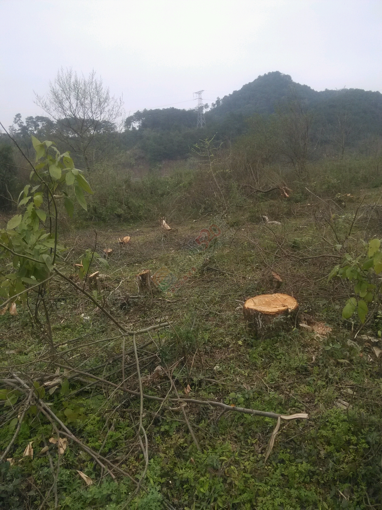 龙虎岭尾毁灭性砍树挖河沙743 / 作者:塞纳 / 帖子ID:192373