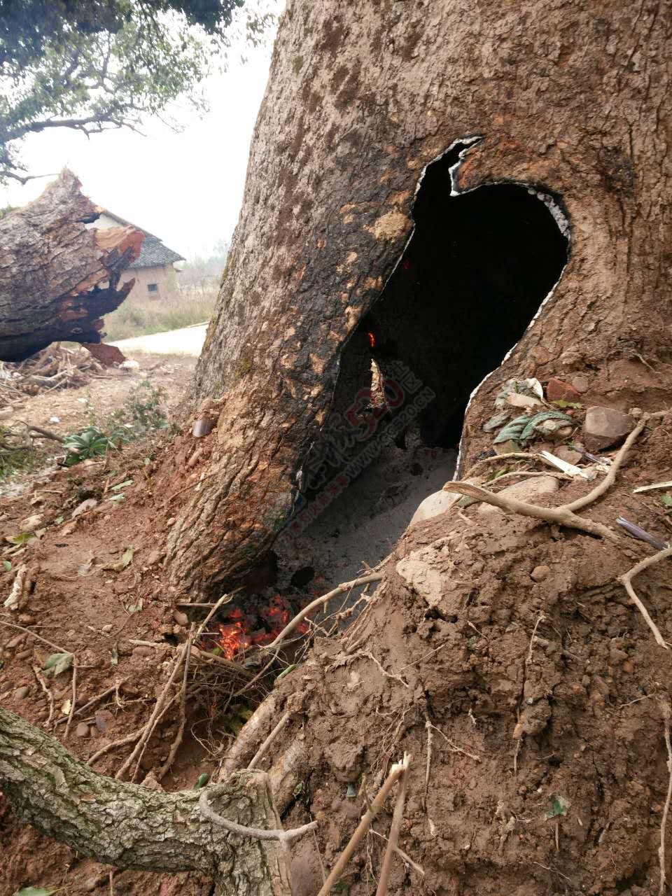 西岭石脚古树再度起火，百年老树究竟还要遭遇多少？952 / 作者:猫小萌 / 帖子ID:192505