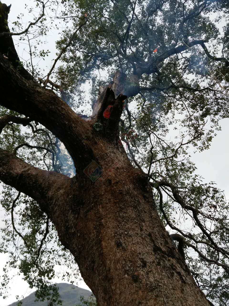 西岭石脚古树再度起火，百年老树究竟还要遭遇多少？542 / 作者:猫小萌 / 帖子ID:192505