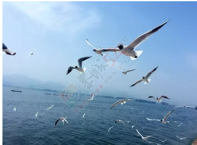 城520社区七彩云南体验游第一天，心之所往~505 / 作者:怡儿妖妖 / 帖子ID:192714