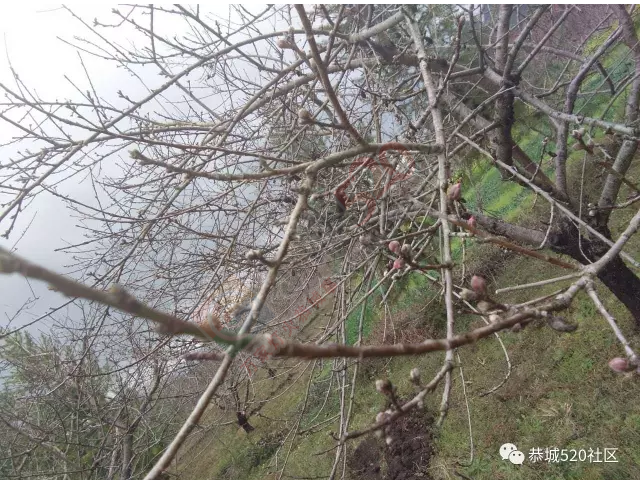 【24日恭城花讯】冷空气持续，恭城嘉会太平桃花依旧还是花骨朵。587 / 作者:怡儿妖妖 / 帖子ID:192750