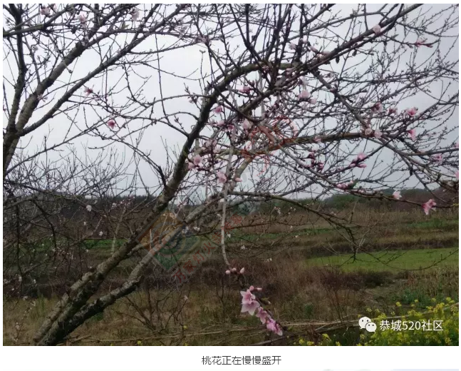 【花讯】今天恭城桃花节开幕，前去嘉会太平村赏花的必看！891 / 作者:怡儿妖妖 / 帖子ID:192818