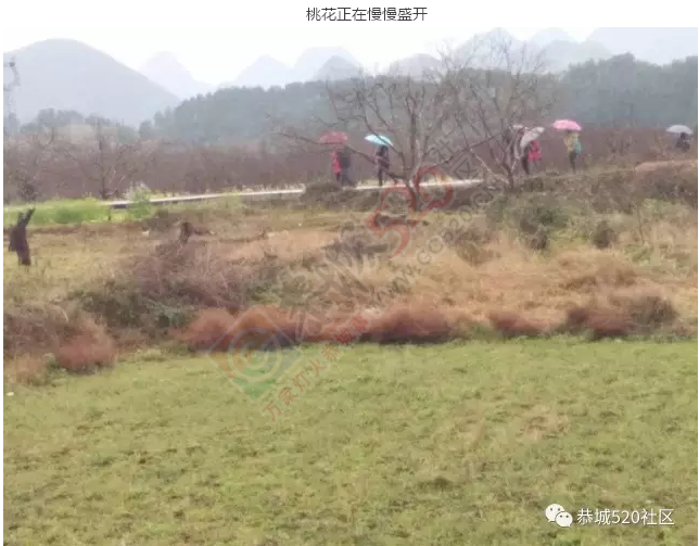 【花讯】今天恭城桃花节开幕，前去嘉会太平村赏花的必看！903 / 作者:怡儿妖妖 / 帖子ID:192818
