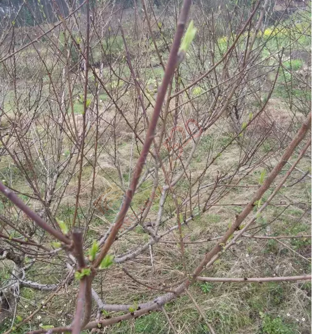 【花讯】今天恭城桃花节开幕，前去嘉会太平村赏花的必看！542 / 作者:怡儿妖妖 / 帖子ID:192818