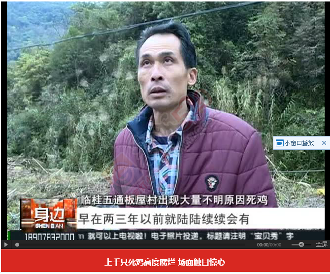桂林桃花江源头，大量死鸡漂浮在江面上，场面惊悚！488 / 作者:怡儿妖妖 / 帖子ID:192820